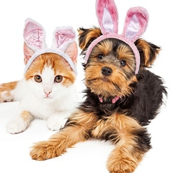 Pet Photos With The Easter Bunny
